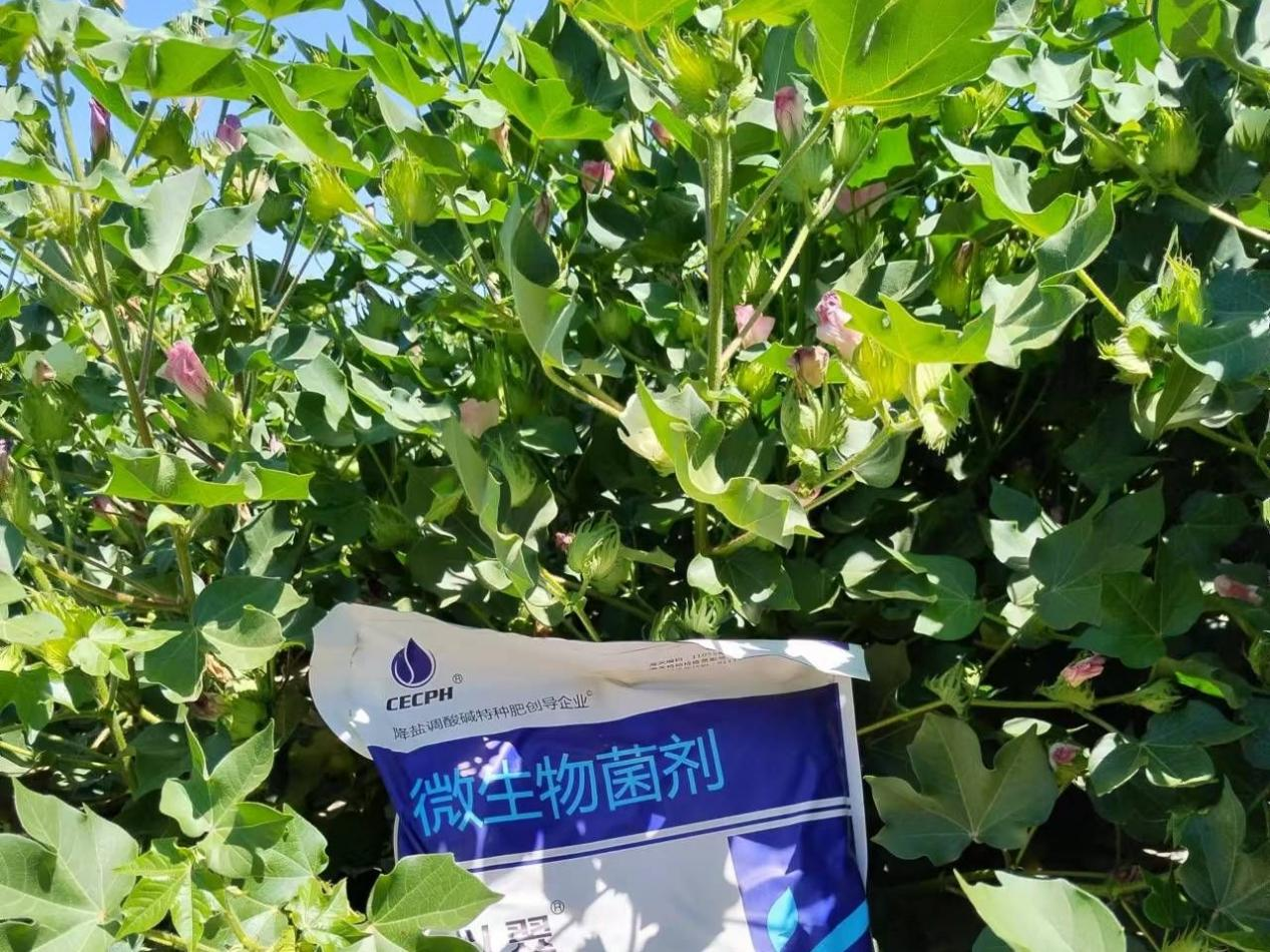 水溶肥廠(chǎng)家選翠力施，助力棉花高產(chǎn)