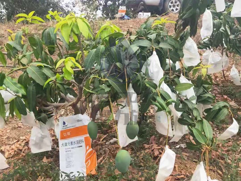 果樹的秋季管理，你知道多少？