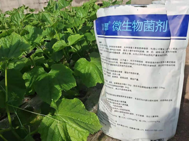 水溶肥哪家好-翠力施以翠菌劑黃瓜