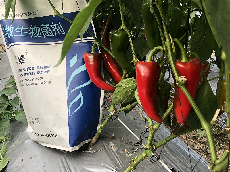 微生物菌劑-以翠辣椒效果