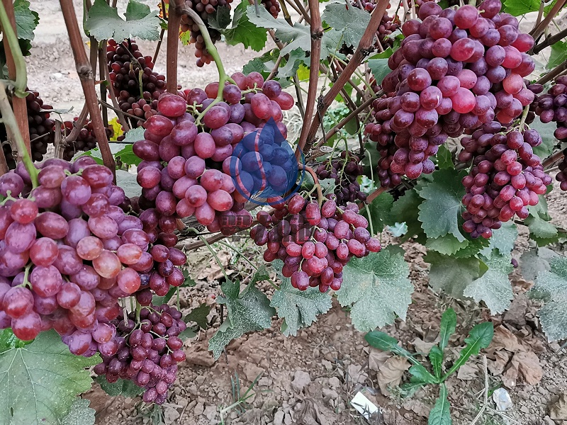如何改變土壤的酸堿性-用以翠水溶肥