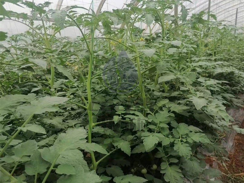 生根劑-以翠番茄苗