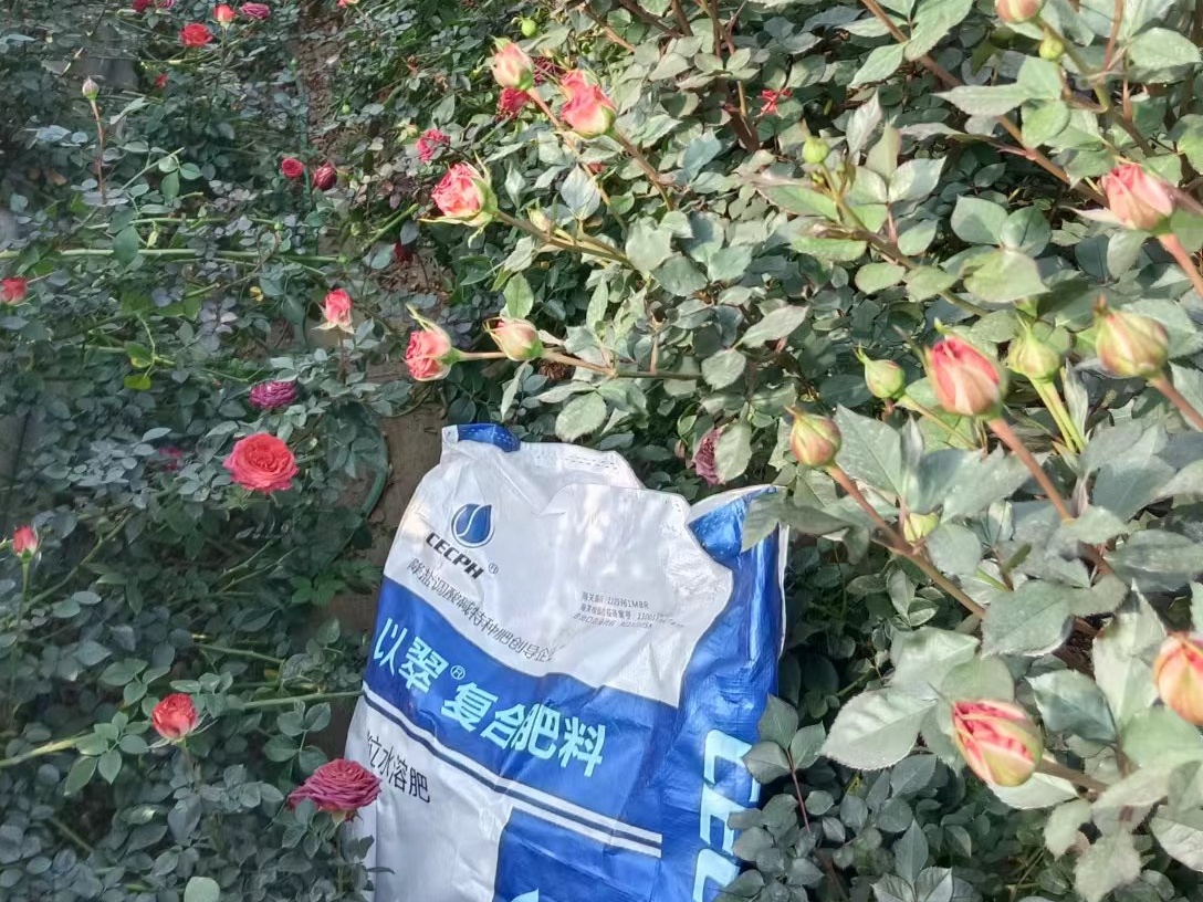 水溶肥如何挑選？干貨分享