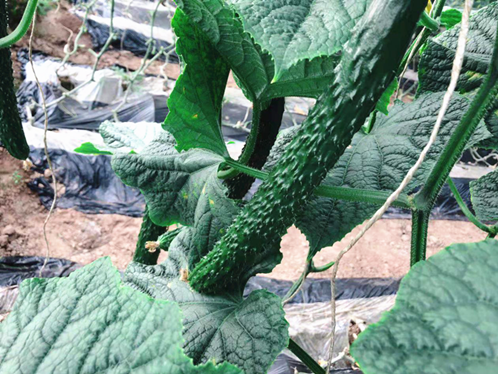 微生物菌劑哪個牌子好？翠力施被眾多經銷商認可