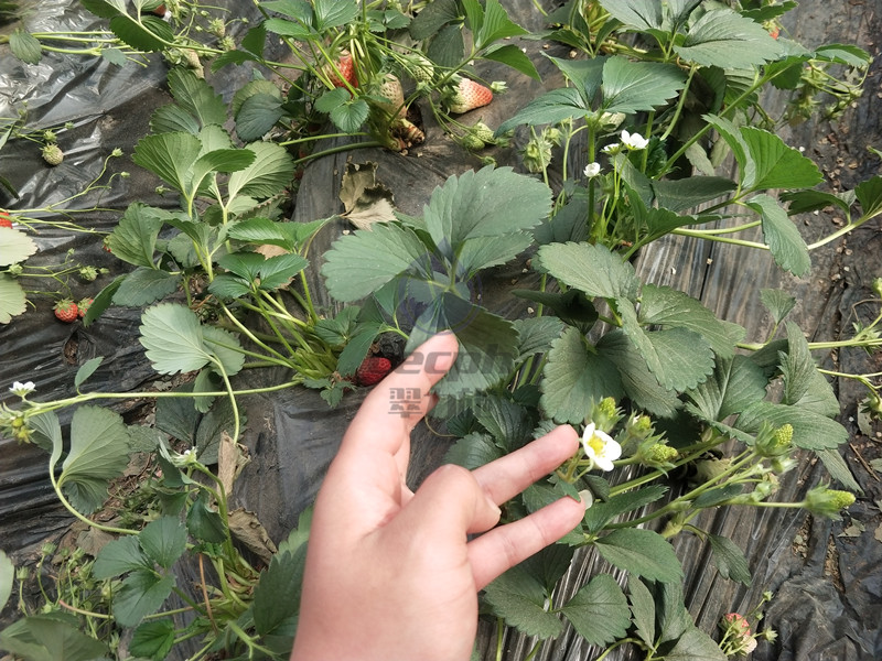 種草莓用什么肥料好？你關(guān)心的這里有！