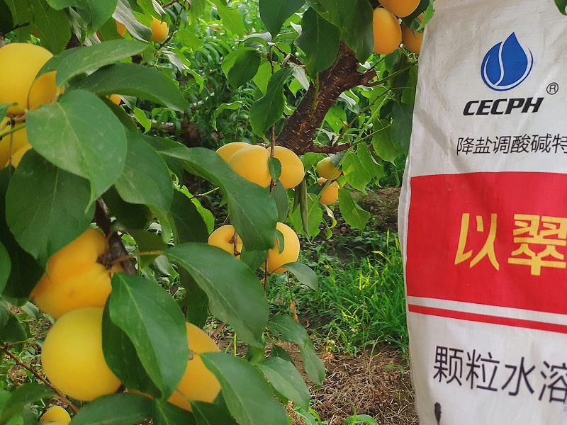 水溶肥—以翠杏樹效果