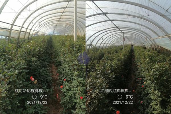 磷酸二氫鉀適合哪些花-以翠磷酸二氫鉀玫瑰