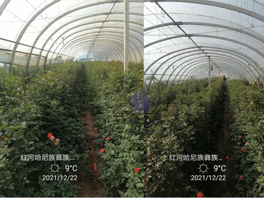 磷酸二氫鉀適合哪些花?翠力施解答