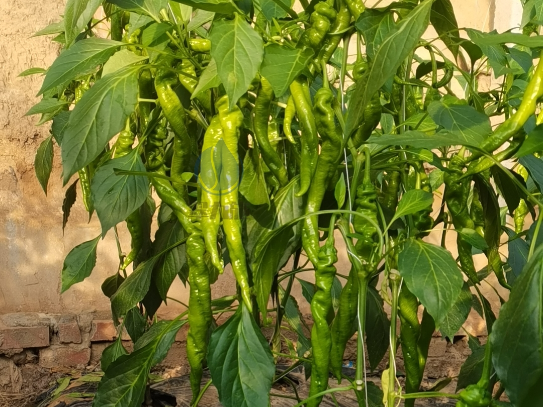 蔬菜用什么肥料好？你選對了嗎？