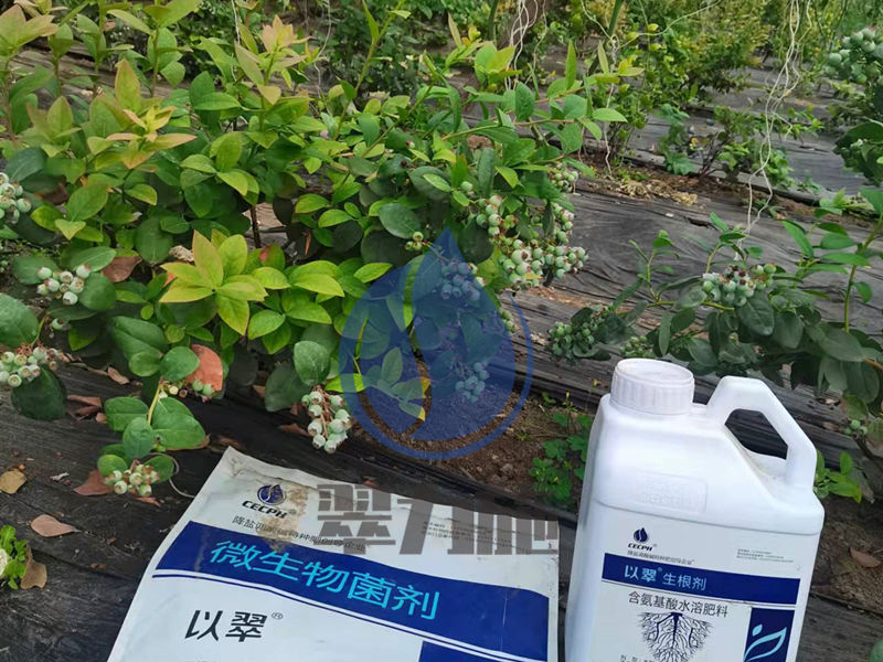 生根劑哪家好？李總選擇翠力施