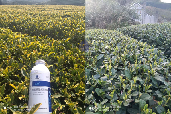 氨基酸葉面肥的功效與作用-以翠葉面肥茶葉