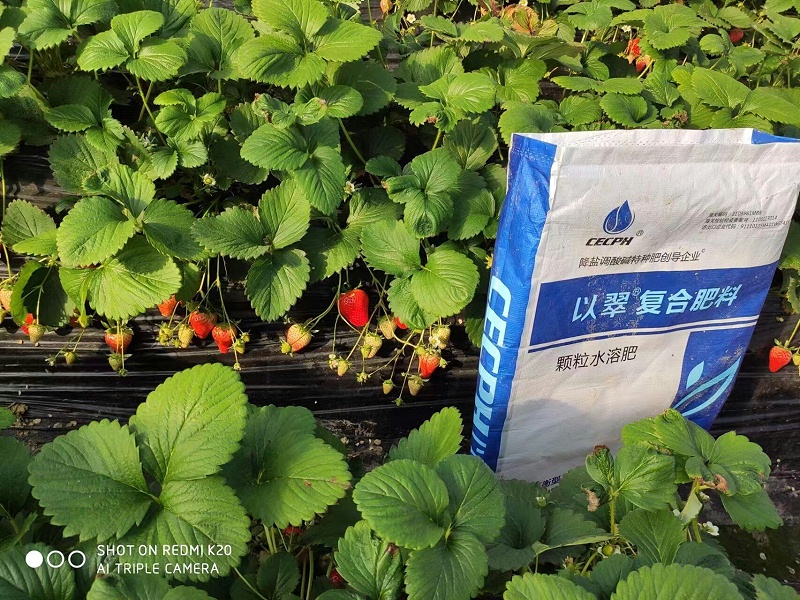 顆粒水溶肥-用以翠草莓效果