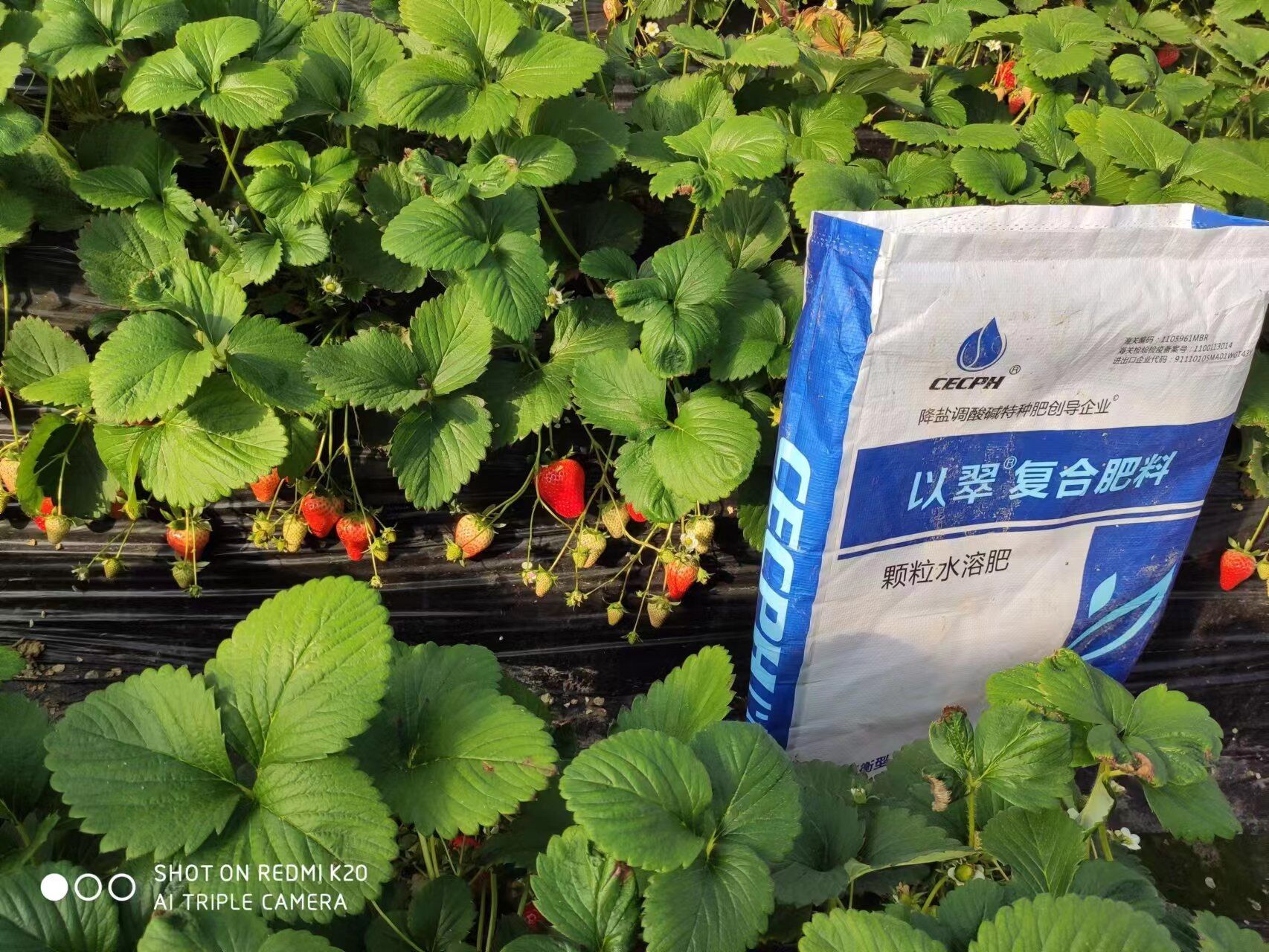 顆粒水溶肥怎么挑選到一個(gè)好一點(diǎn)的品牌？