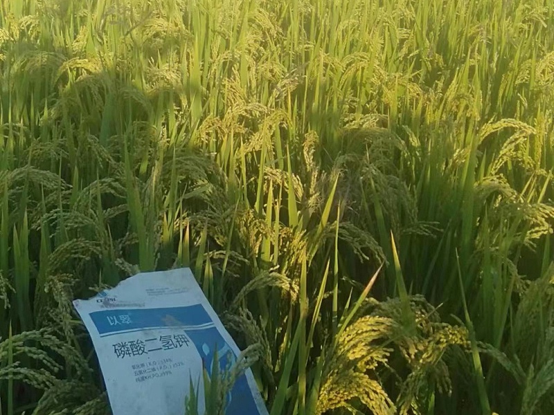 磷酸二氫鉀-用以翠水稻效果