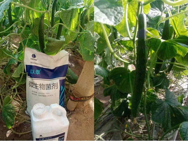 黃瓜結(jié)果期沖施什么肥料-翠力施水溶肥