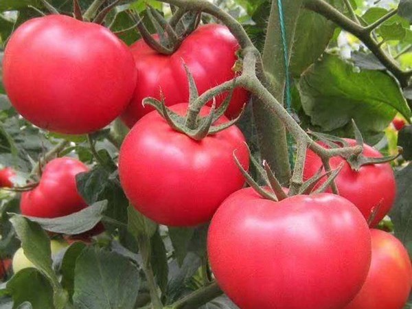 種西紅柿需要什么肥料好?
