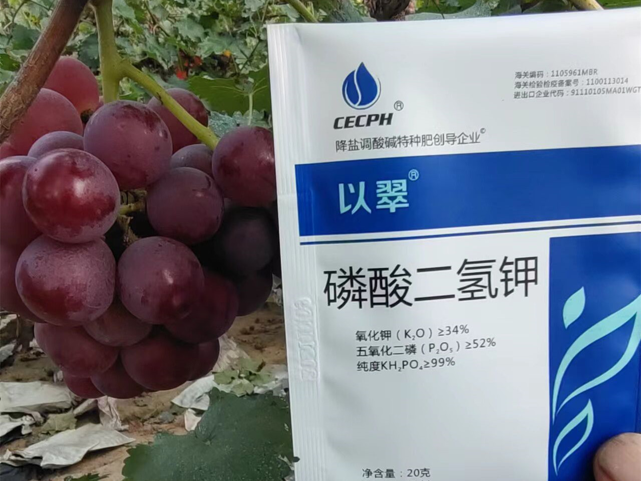 時(shí)間：2022.9.3，地址：河北永清，作物：葡萄使用產(chǎn)品：以翠磷酸二氫鉀，效果反饋：在葡萄轉(zhuǎn)色期用磷酸二氫鉀兩次效果，葡萄顏色正，果個(gè)均勻，整體長(zhǎng)勢(shì)好，抗病抗逆性強(qiáng)，沒(méi)有病害 (5)