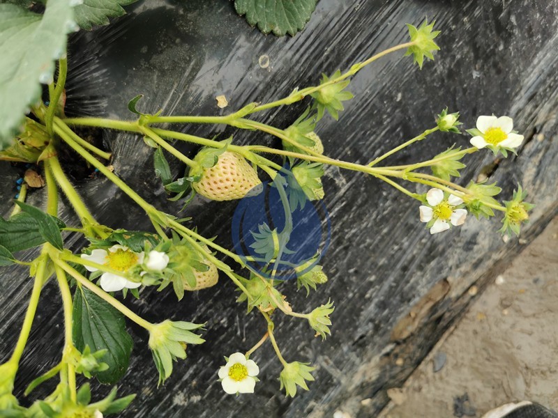種植草莓用什么肥-以翠
