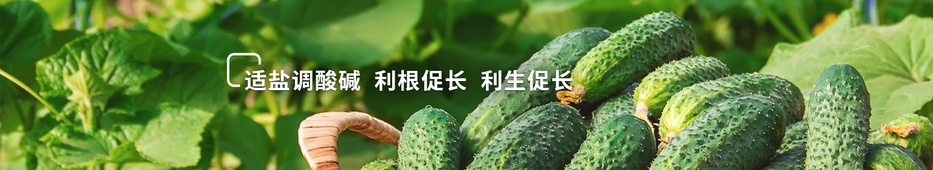 液體水溶肥，適鹽調(diào)酸堿，利根促長，利生促長