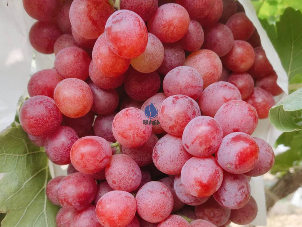 葡萄樹施什么肥料最好？