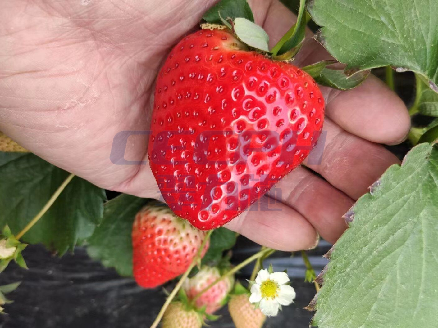 草莓結(jié)果施肥用什么肥料好？