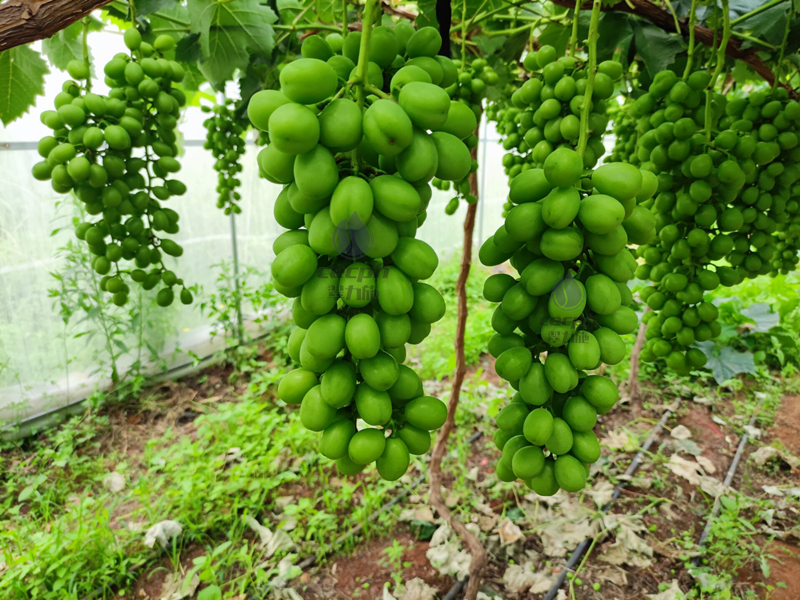 果樹補鈣用什么鈣肥好?