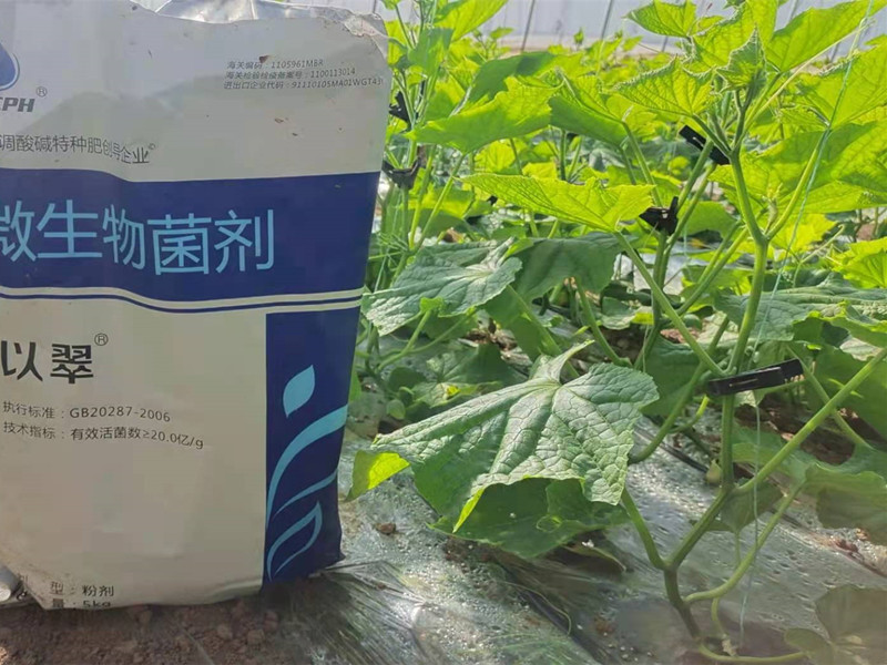微生物菌劑-以翠黃瓜