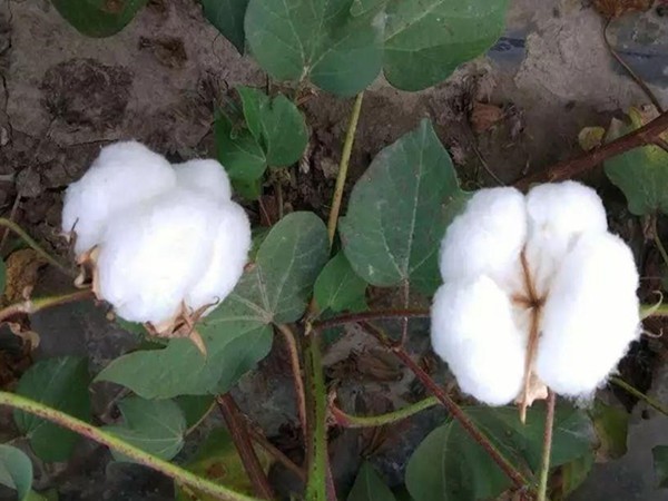 新疆棉花需要什么肥料？