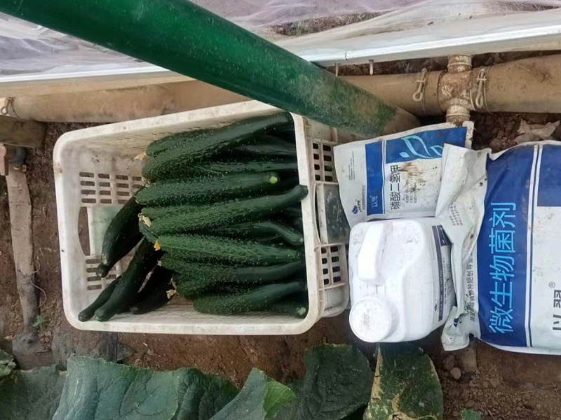 水溶肥—以翠黃瓜效果