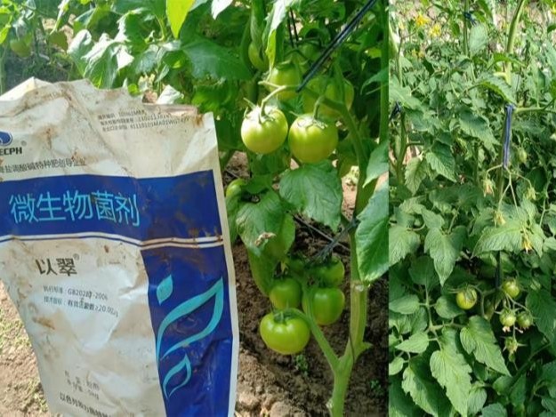 進(jìn)口水溶肥效果為什么那么好？