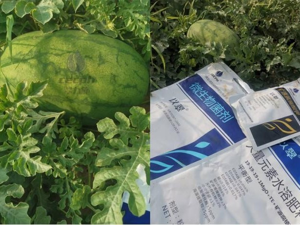 種西瓜用什么肥料又大又甜-翠力施水溶肥