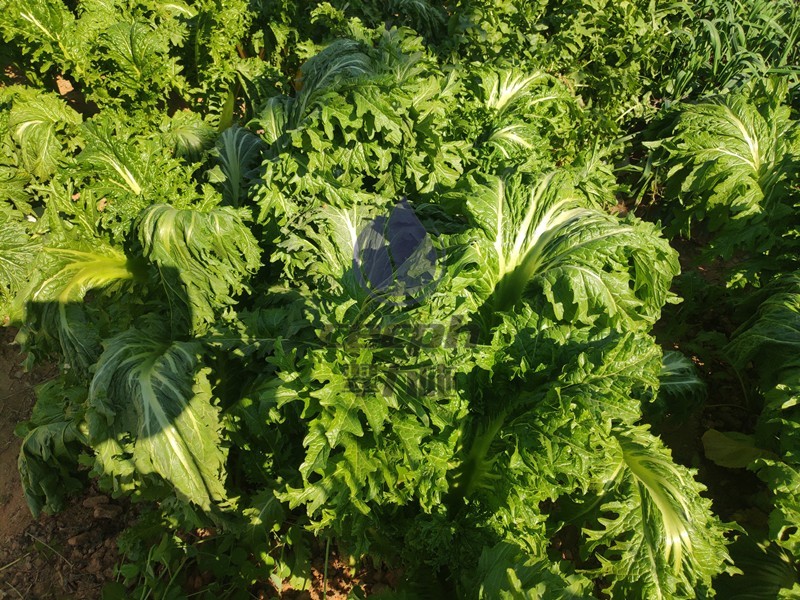 蔬菜防凍措施-以翠