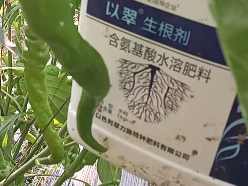 辣椒用什么肥料才能高產(chǎn)?翠力施錯不了！