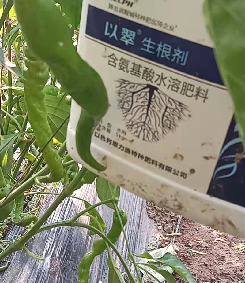 辣椒用什么肥料才能高產(chǎn)-以翠