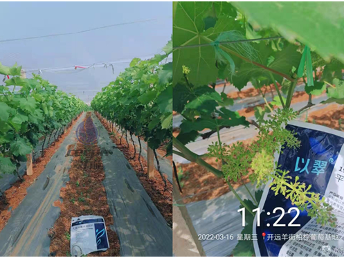 水溶肥價格真假難辨？翠力施支招！