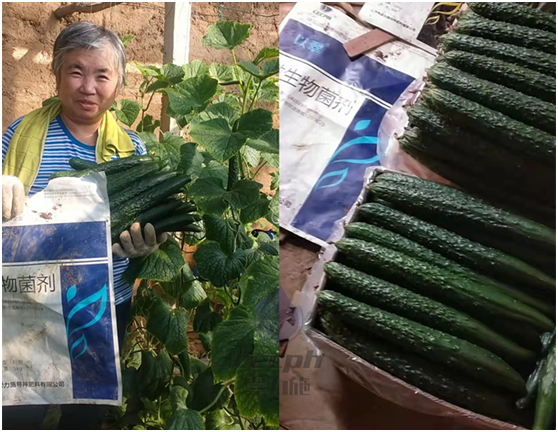 微生物菌劑哪個廠家好？不允許你不知道！