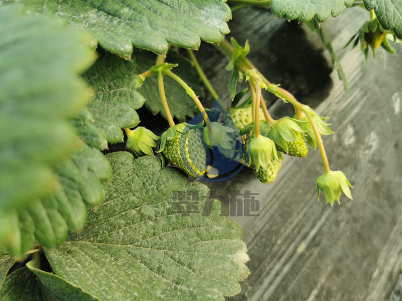 微生物菌劑應(yīng)該怎么選？