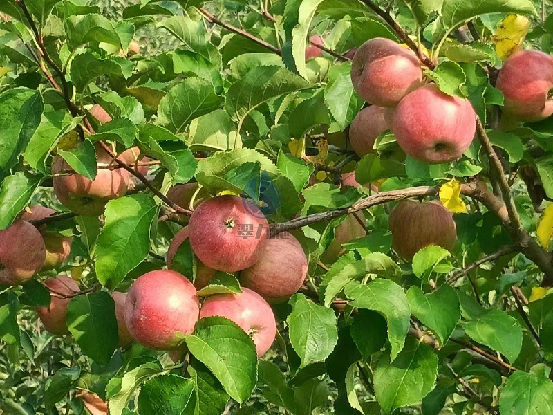 高鉀水溶肥-以翠蘋果效果