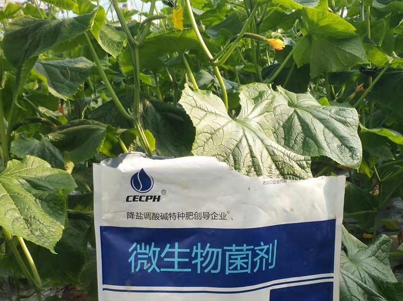 微生物菌劑-以翠黃瓜效果