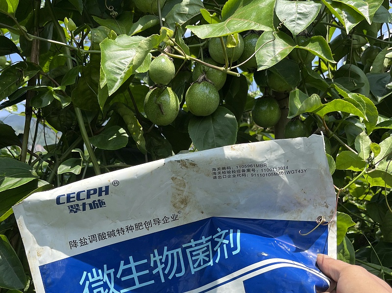 微生物菌劑—以翠百香果效果