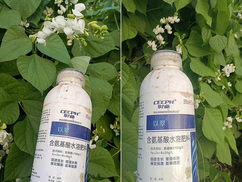 氨基酸葉面肥—以翠豆角效果