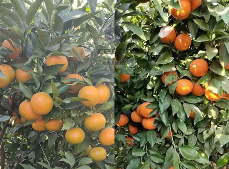 柑橘樹春季施肥技術(shù),不看你就虧了!