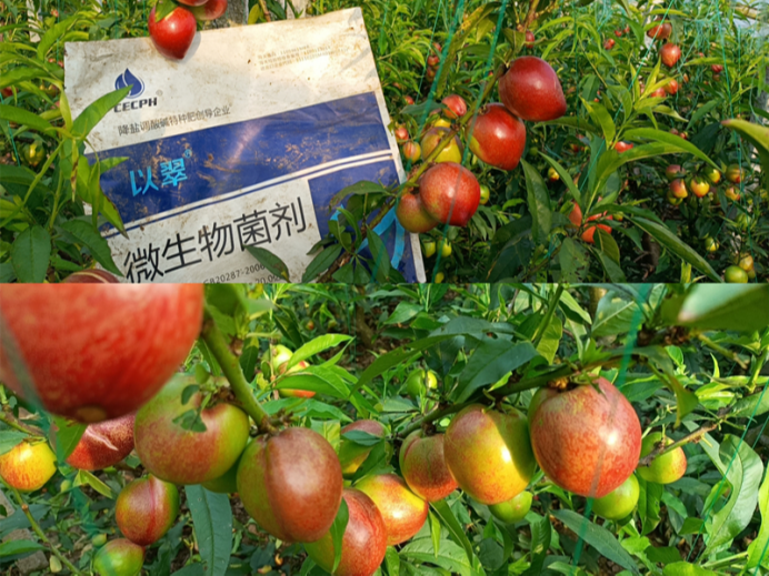微生物菌肥哪家好？翠力施了解！