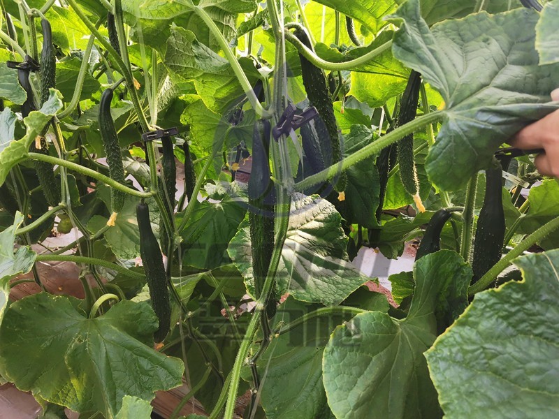 微生物菌肥為什么都少不了它？用戶案例