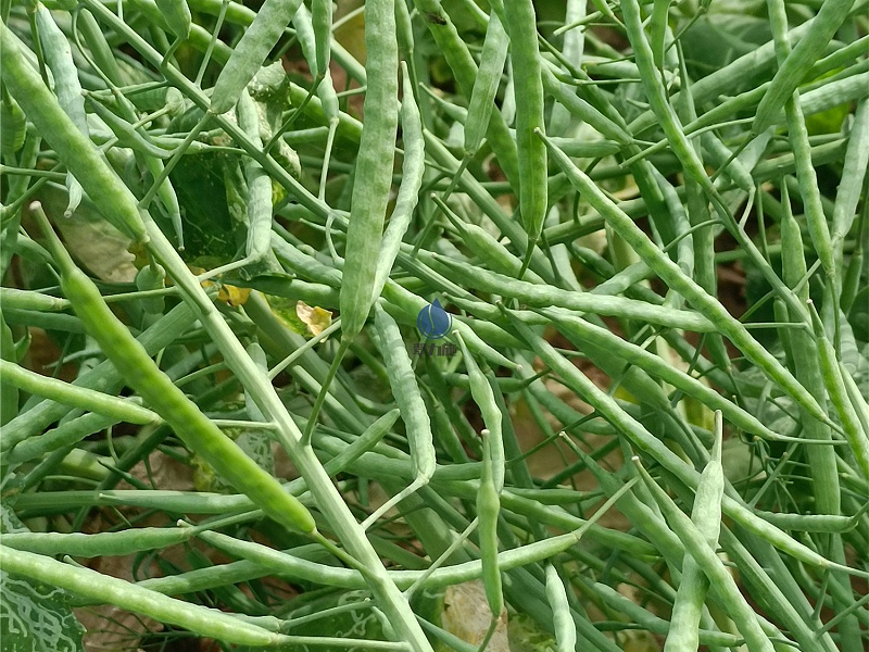 生根劑-以翠油菜