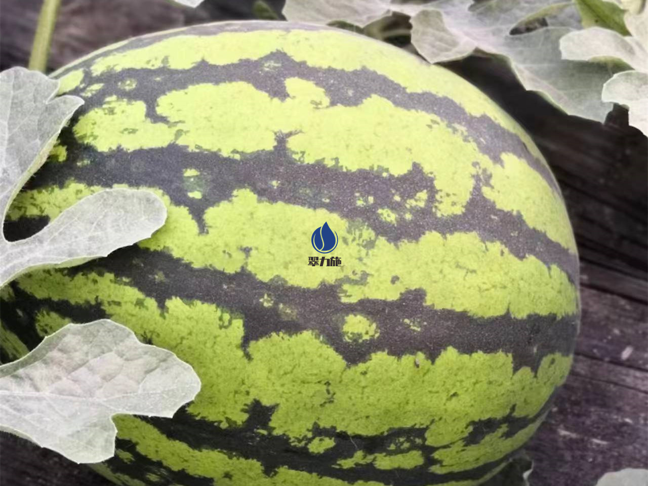 種西瓜用什么肥料又大又甜?