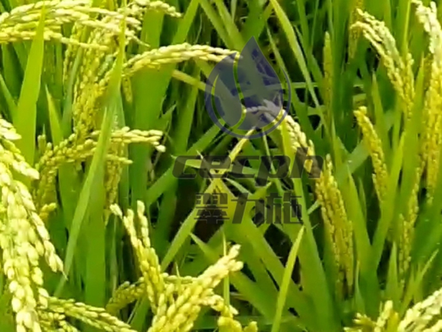 【已用】時(shí)間：2022.8.27，地址：吉林白山，作物：水稻使用產(chǎn)品：以翠磷酸二氫鉀，效果反饋用了兩次二氫鉀，分別在分葉期和孕穗期各噴施一次，整體葉片顏色正，柔韌度強(qiáng);水稻籽粒飽滿，比周邊的水稻田長(zhǎng)勢(shì)都要好 (1)