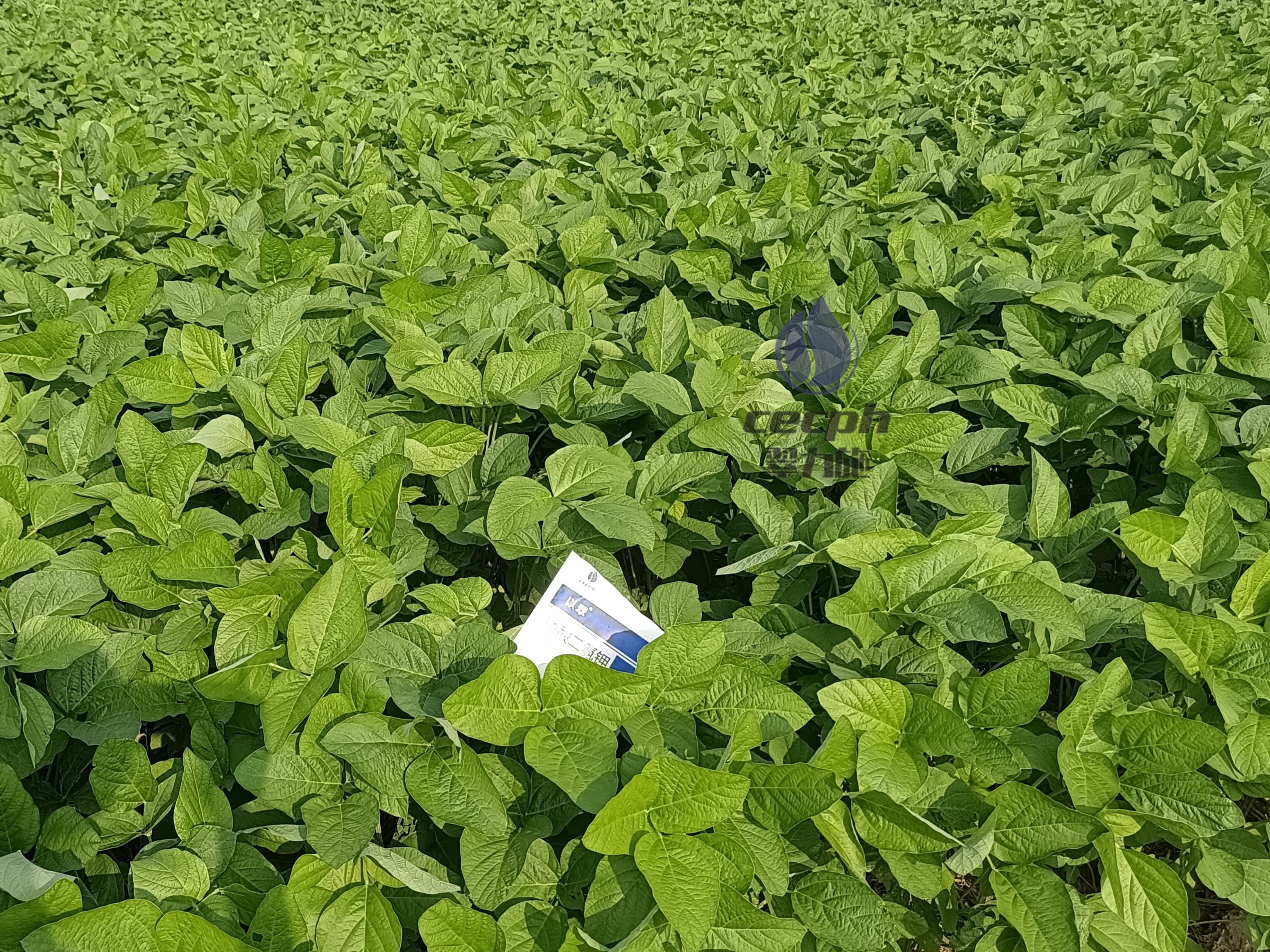 大豆用什么肥料好？王大哥有話說