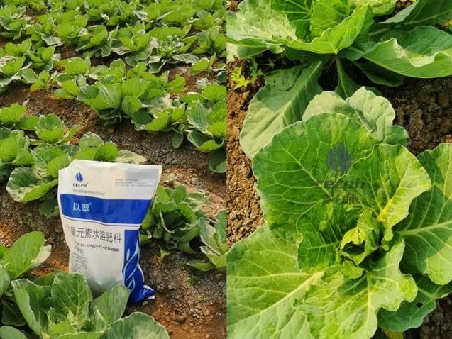 水溶肥哪家好？張老板案例