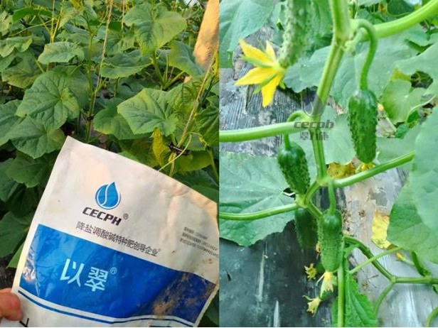 水溶肥哪家好-翠力施水溶肥黃瓜